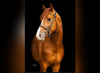 KWPN, Hengst, 3 Jaar, 165 cm, Donkere-vos, in Hilvarenbeek