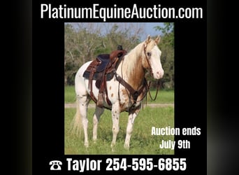 American Quarter Horse, Wallach, 12 Jahre, Dunkelfuchs, in Morgan Mill TX,
