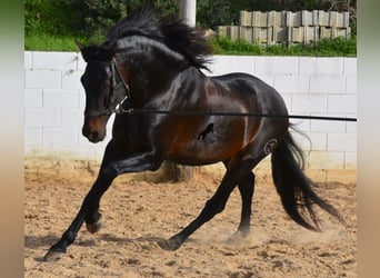 PRE, Stallion, 11 years, 16.2 hh, Brown, in Menorca,
