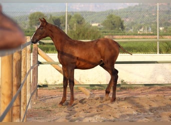 PRE, Stallion, 2 years, 15.2 hh, Bay-Dark, in Valencia,