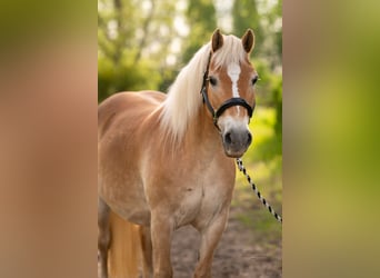 Haflinger, Merrie, 16 Jaar, 145 cm, Vos, in Trebbin,