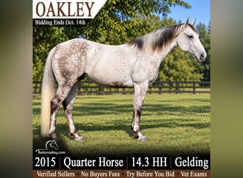 American Quarter Horse, Wallach, 11 Jahre, 150 cm, Apfelschimmel, in Lisbon, IA