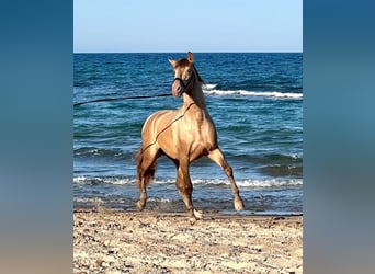 PRE Mix, Stallion, 5 years, 15.3 hh, Champagne, in Málaga,