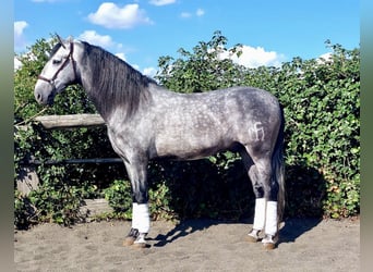 PRE Mix, Stallion, 5 years, 16 hh, Gray, in Galaroza (Huelva),