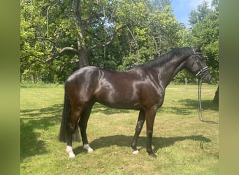 Koń hanowerski, Wałach, 5 lat, 169 cm, Kara, in Neuhaus an der Oste,