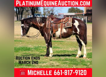 Paint Horse, Castrone, 9 Anni, 137 cm, Overo-tutti i colori, in Stephenville Tx,