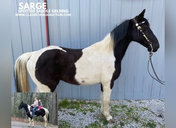 Spotted Saddle Horse, Ruin, 8 Jaar, 142 cm, Tobiano-alle-kleuren, in Oneida, TN,