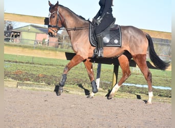 Other Breeds, Mare, 3 years, 15.2 hh, Bay, in Achtmaal,
