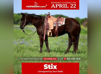 American Quarter Horse, Wallach, 10 Jahre, 155 cm, Brauner, in Waco, TX,