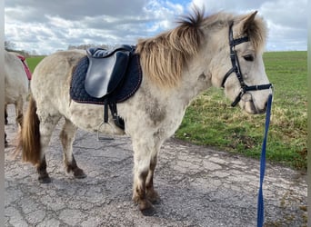 Icelandic Horse, Mare, 7 years, 14 hh, in Blunk,