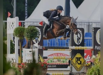 German Riding Pony, Stallion, 8 years, 14.1 hh, Bay-Dark, in Süderlügum