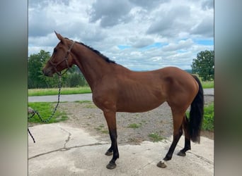 Mare 4 years