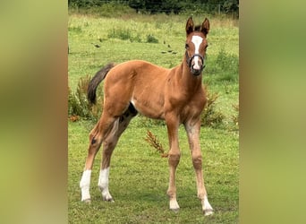 Stallion 