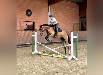 Gelding 3 years