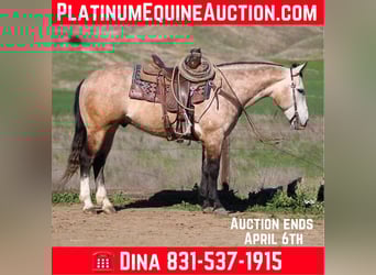 American Quarter Horse, Gelding, 8 years, 15 hh, Gray, in Paicines CA,