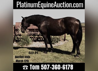 Friesian horses, Gelding, 6 years, 16 hh, Black, in Windom MN,