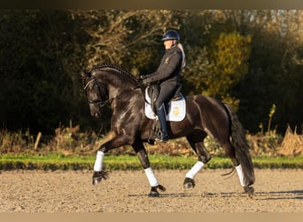 Friesian horses, Stallion, 5 years, Black, in Aalsmeer,