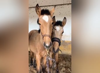 Lusitano, Mare, 1 year, 16 hh, Buckskin, in Caldas da Rainha