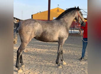 PRE Mix, Mare, 7 years, 15.2 hh, Gray, in Madrid,