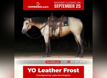 American Quarter Horse, Gelding, 13 years, 15 hh, Buckskin, in Needmore, PA,