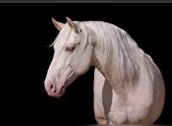 Lusitano, Stallion, Palomino, in Neerloon,