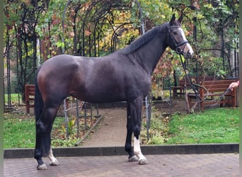 Westfaal, Merrie, 4 Jaar, 175 cm, Donkerbruin, in Taunusstein