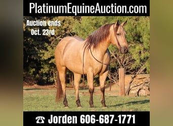 American Quarter Horse, Ruin, 11 Jaar, 145 cm, Buckskin, in Cleburne, TX,