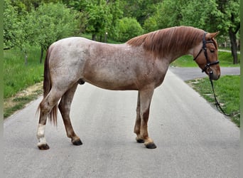 More ponies/small horses, Gelding, 5 years, 14.2 hh, Roan-Red, in Neu Gaarz
