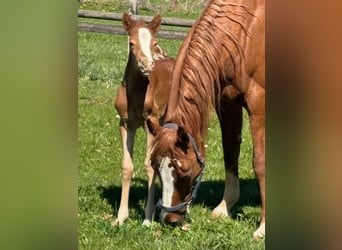 Pony tedesco, Giumenta, Puledri (04/2026), 147 cm, Sauro, in Wehretal