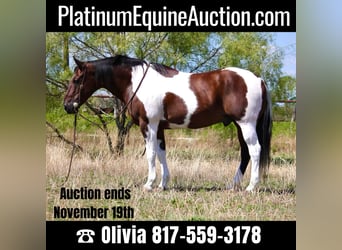 American Quarter Horse, Wallach, 14 Jahre, Tobiano-alle-Farben, in Weatherford, TX,