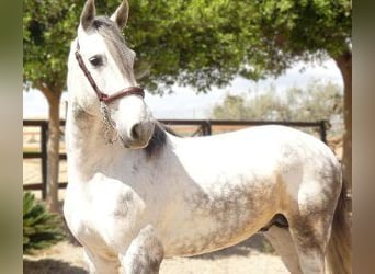 Other Breeds Mix, Stallion, 5 years, 16 hh, Gray, in Alicante,