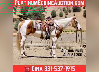 Paint Horse, Mare, 11 years, 15 hh, Tobiano-all-colors, in Paicines CA