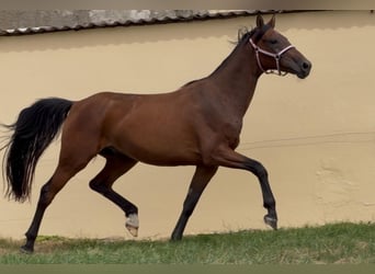 Koń hanowerski, Wałach, 3 lat, 165 cm, Gniada, in Elsoff