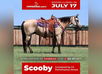 American Quarter Horse, Gelding, 13 years, 15 hh, Buckskin, in Jacksboro, TX,