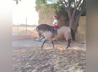 PRE, Semental, 7 años, 163 cm, Bayo, in Valdepeñas