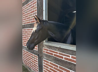 German Sport Horse, Mare, 5 years, 16.2 hh, Black, in Cloppenburg,