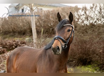 Cavallo da sella tedesco, Giumenta, 4 Anni, 164 cm, Baio, in Grundsheim