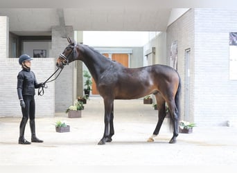Hannoveraner, Wallach, 4 Jahre, 168 cm, Brauner, in Asperup