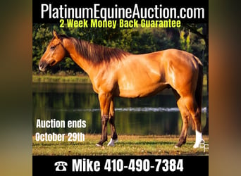 American Quarter Horse, Ruin, 6 Jaar, Falbe, in Mountain Grove MO,