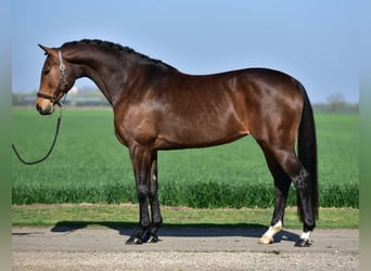 Mecklenburger Warmblut, Stute, 8 Jahre, 168 cm, Brauner, in Budapest