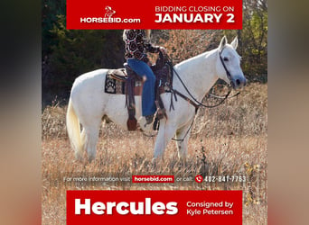 Quarter horse américain Croisé, Hongre, 15 Ans, 152 cm, Gris, in Valley Springs, SD,