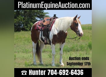 Quarter horse américain, Hongre, 14 Ans, 155 cm, Tobiano-toutes couleurs, in Madill OK,
