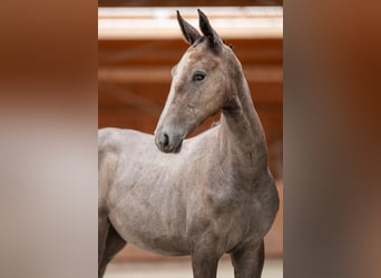 Zangersheider, Mare, 1 year, 17 hh, Grey-Dapple, in Bobrowice