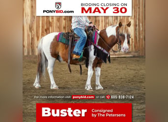 Plus de poneys/petits chevaux, Hongre, 9 Ans, 102 cm, in Valley Springs, SD,