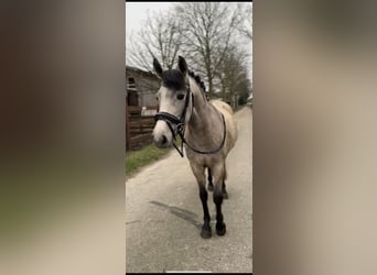 New Forest Pony, Mare, 3 years, 13.2 hh, Dun, in Blekendorf,