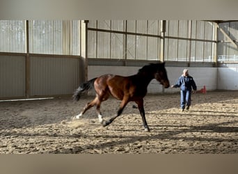 Hanoverian, Stallion, 2 years, 17 hh, Brown, in Hahn am See,