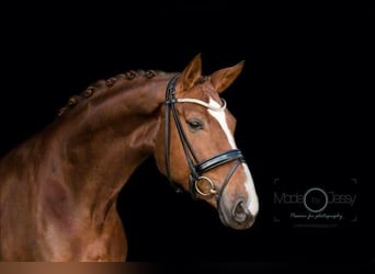 KWPN, Mare, 13 years, 17 hh, Chestnut-Red, in Hall,