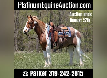 American Quarter Horse, Gelding, 13 years, 15.1 hh, Tobiano-all-colors, in Somerset KY,