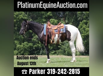 American Quarter Horse, Wallach, 7 Jahre, 152 cm, Tobiano-alle-Farben, in Somerset KY,