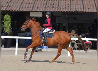 KWPN, Stute, 11 Jahre, 167 cm, Fuchs, in Altstätten SG 2